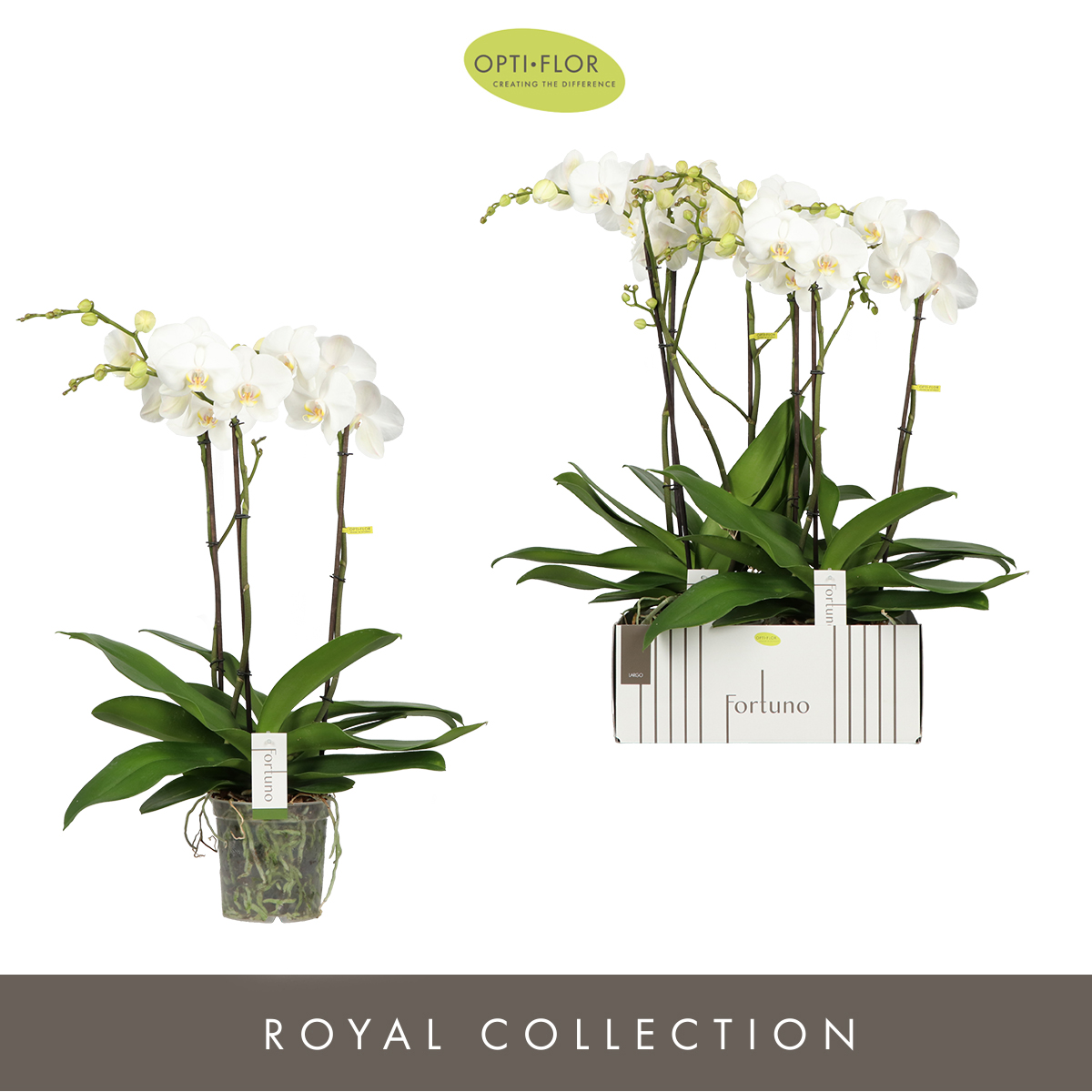 Planta naturala 3-Branches White H75cm Phalaenopsis Fortuno Largo PS17/ in pamant