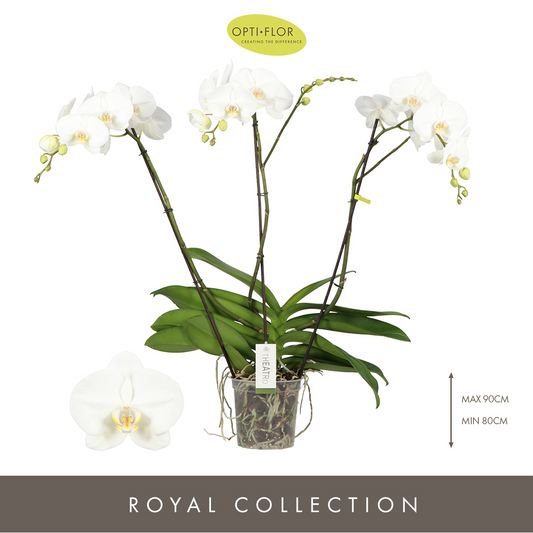 Planta naturala 3-Branches White H85cm Phalaenopsis Theatro Classico PS17/ in pamant