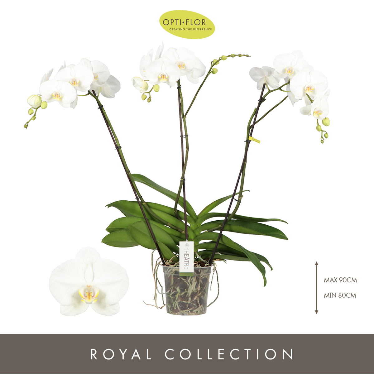 Planta naturala 3-Branches White H85cm Phalaenopsis Theatro Classico PS17/ in pamant