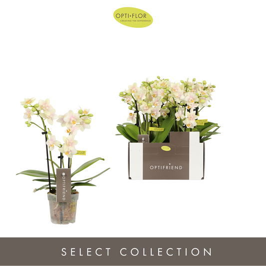 Planta naturala 3-Branches Yellow H25cm Phalaenopsis Multiflora Optifriend Sara PS7/ in pamant