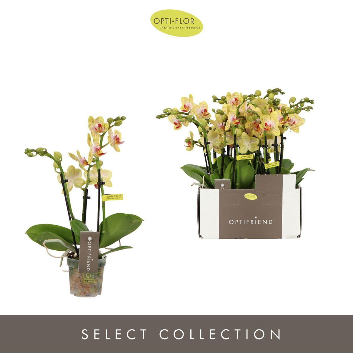 Planta naturala 3-Branches Yellow H25cm Phalaenopsis Multiflora Optifriend Stella PS7/ in pamant