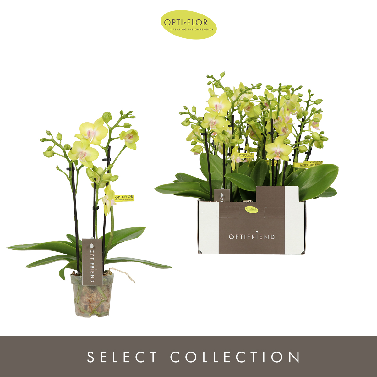 Planta naturala 3-Branches Yellow H25cm Phalaenopsis Multiflora Optifriend Suzy PS7/ in pamant