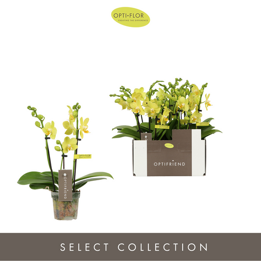 Planta naturala 3-Branches Yellow H25cm Phalaenopsis Multiflora Optifriend Vayenne PS7/ in pamant