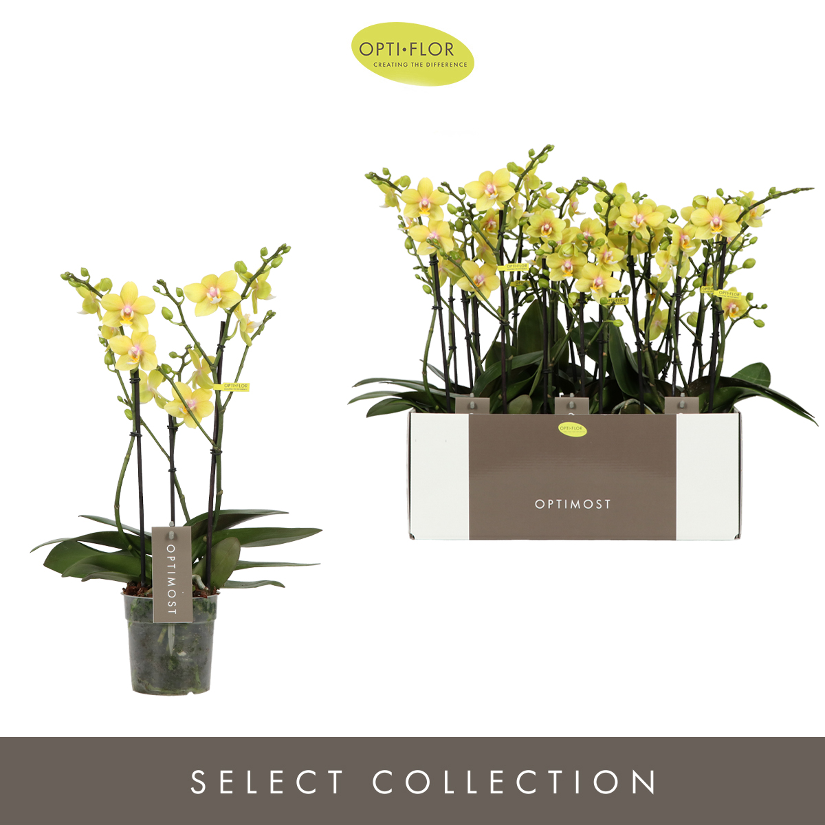 Planta naturala 3-Branches Yellow H45cm Phalaenopsis Multiflora Optimost Hera PS12/ in pamant