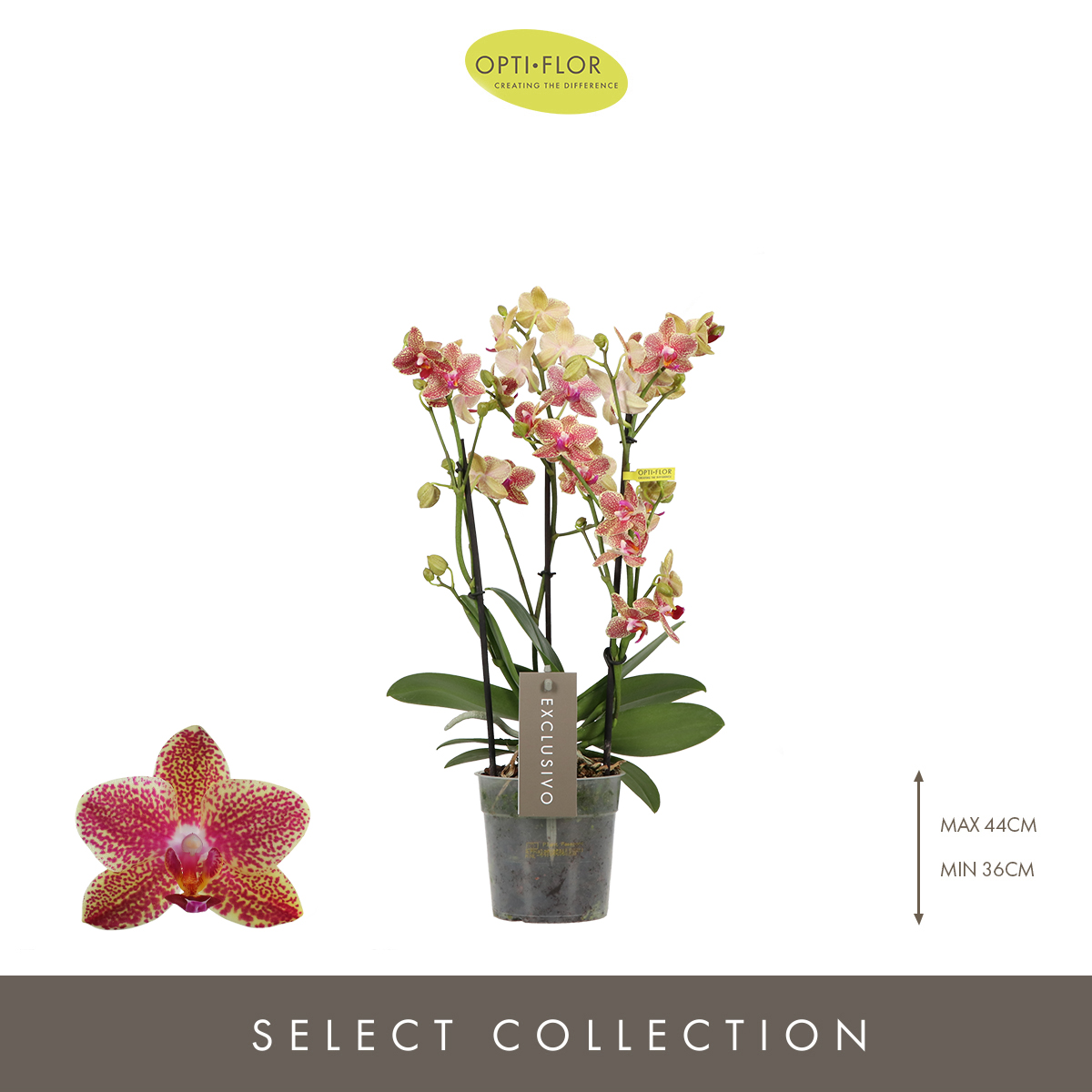 Planta naturala 3-Branches Yellow/Red H45cm Phalaenopsis Multifloratypes Exclusivo Pikachu PS12/ in pamant