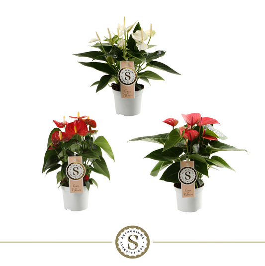 Planta naturala 3 Colors H30cm Anthurium Mix PS9/ in pamant