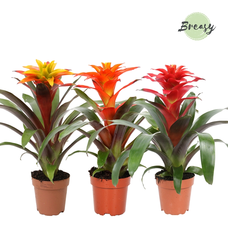 Planta naturala 3 Colors H45cm Guzmania 'Fiero' mix PS12/ in pamant