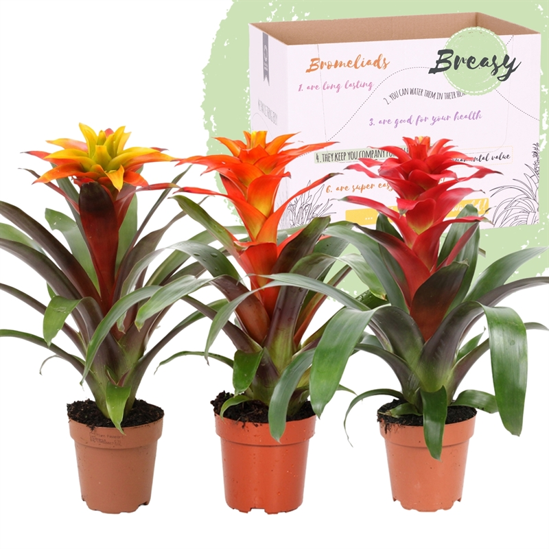 Planta naturala 3 Colors H45cm Guzmania 'Fiero' mix PS12/ in pamant