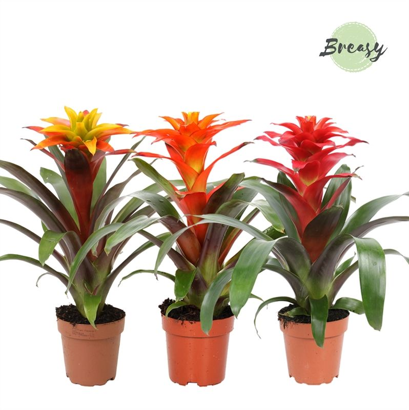 Planta naturala 3 Colors H45cm Guzmania Fiero mix PS12/ in pamant