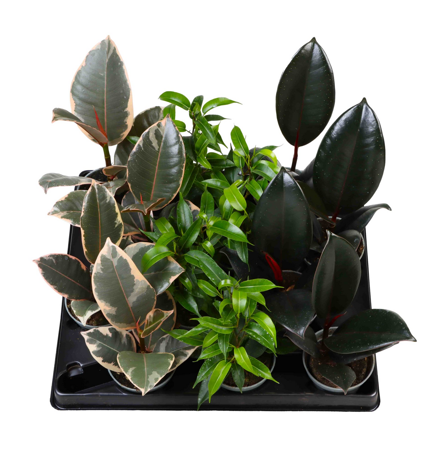 Planta naturala 3 Varieties H10cm Ficus mix PS6/ in pamant