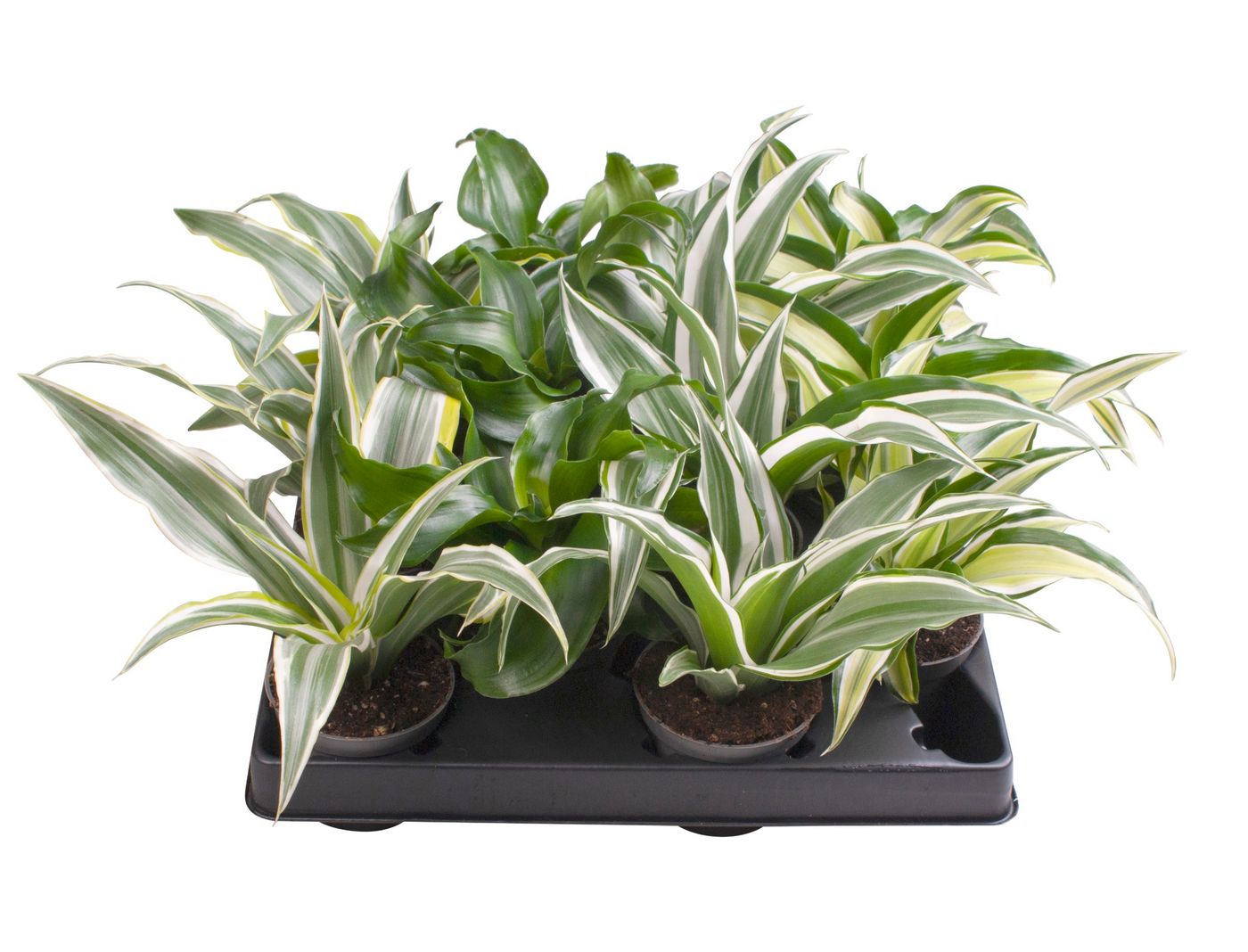 Planta naturala 3 Varieties H12cm Dracaena Dragontree mix PS6/ in pamant