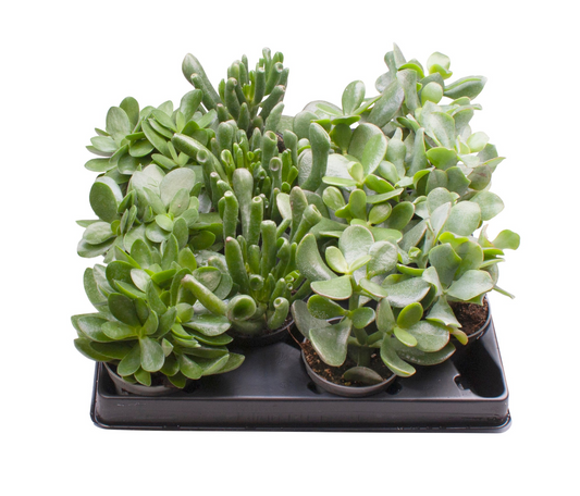 Planta naturala 3 Varieties H15cm Crassula mix PS6/ in pamant