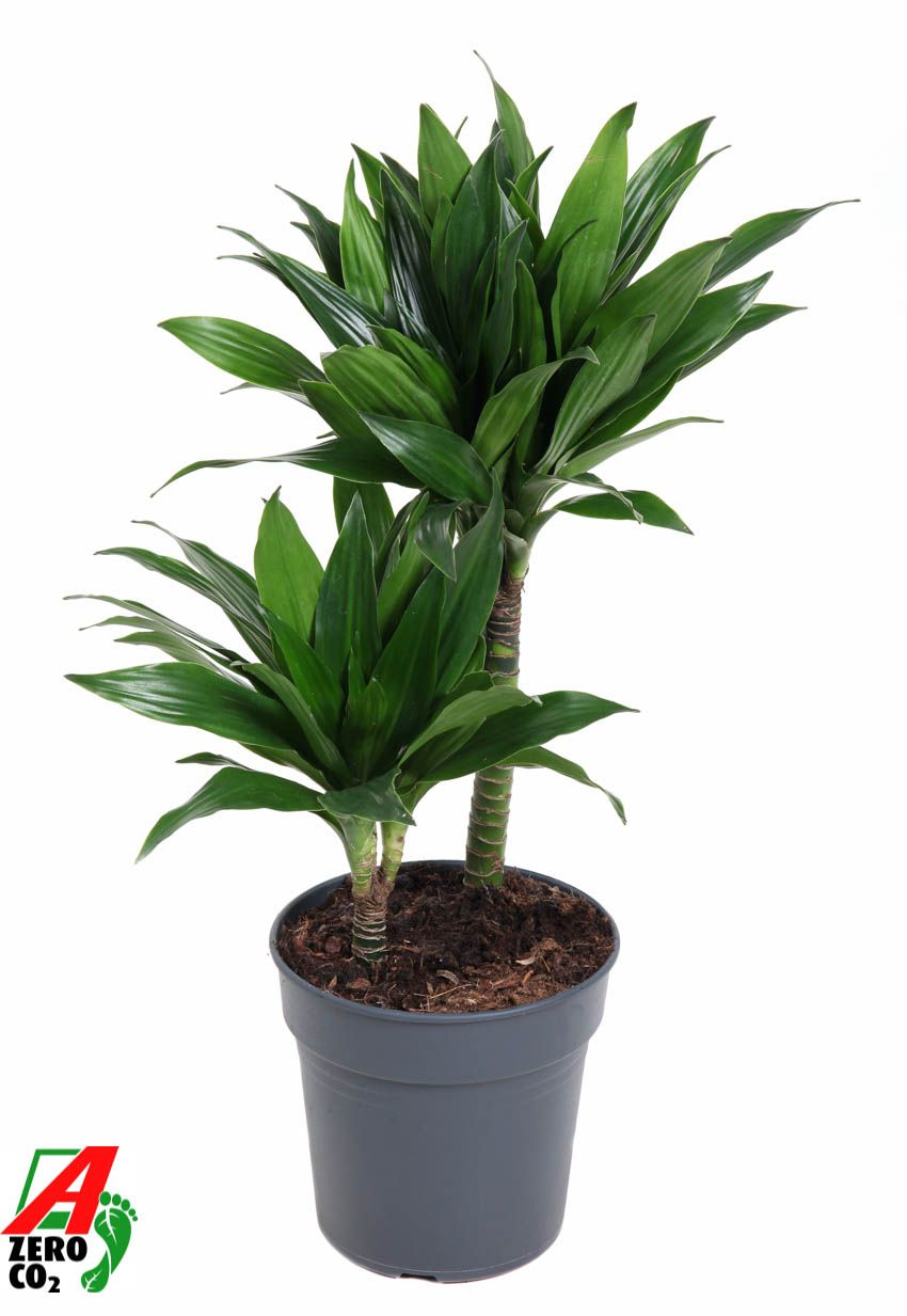 Planta naturala 30-10 H70cm Dracaena fragrans 'Green Jewel' PS19/ in pamant