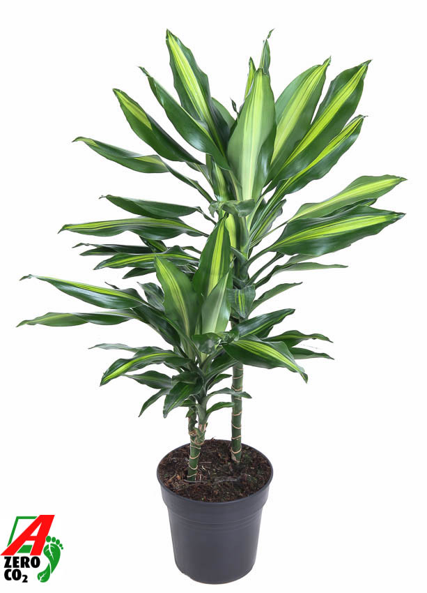 Planta naturala 30-10 H80cm Dracaena fragrans Cintho PS19/ in pamant