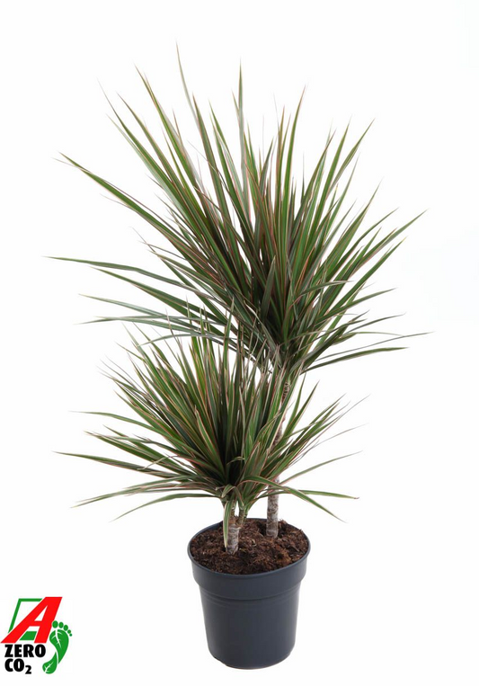 Planta naturala 30-10 H80cm Dracaena marginata Bicolor PS19/ in pamant
