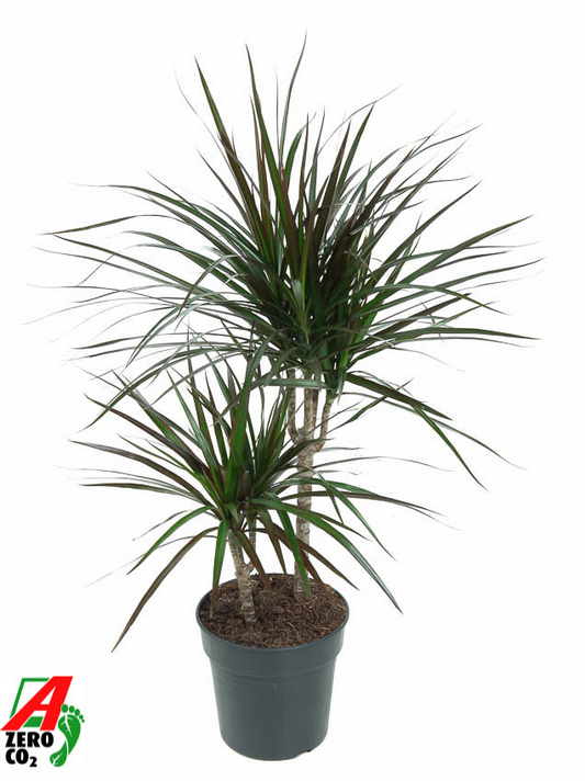 Planta naturala 30-10 H80cm Dracaena marginata 'Magenta' PS19/ in pamant
