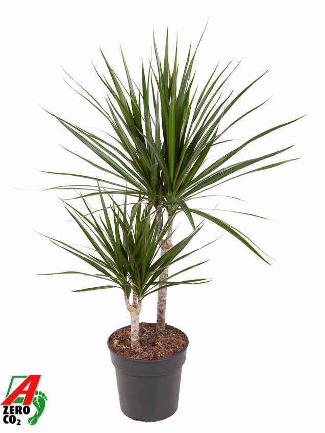 Planta naturala 30-10 H80cm Dracaena marginata PS19/ in pamant