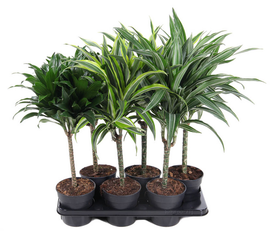 Planta naturala 30 H70cm Dracaena mix PS15/ in pamant