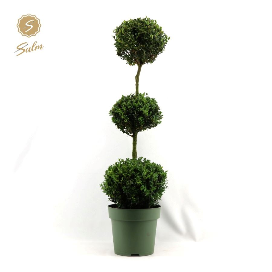 Planta naturala 3x Ball H110cm Buxus sempervirens PS27/ in pamant