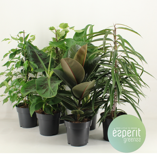 Planta naturala 4-6 srt H55cm Groenmix Greenss PS17/ in pamant
