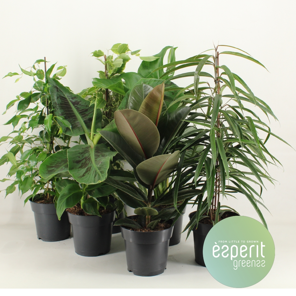 Planta naturala 4-6 srt H55cm Groenmix Greenss PS17/ in pamant