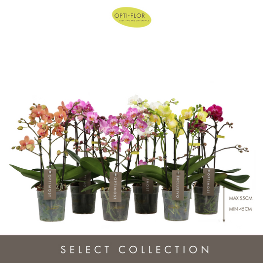Planta naturala 4-Branches 6 Colors H45cm Phalaenopsis Multiflora Optimost & Exclusivo mix PS12/ in pamant