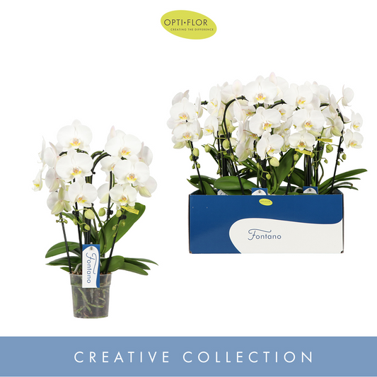 Planta naturala 4-Branches cascade White H50cm Phalaenopsis Fontano Bellagio PS12/ in pamant
