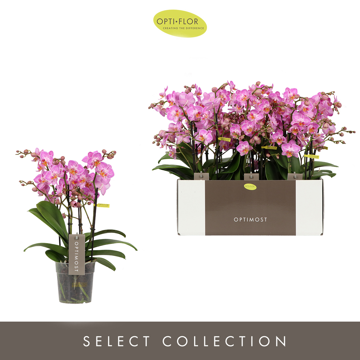 Planta naturala 4-Branches Pink H45cm Phalaenopsis Multiflora Optimost Honeybee PS12/ in pamant