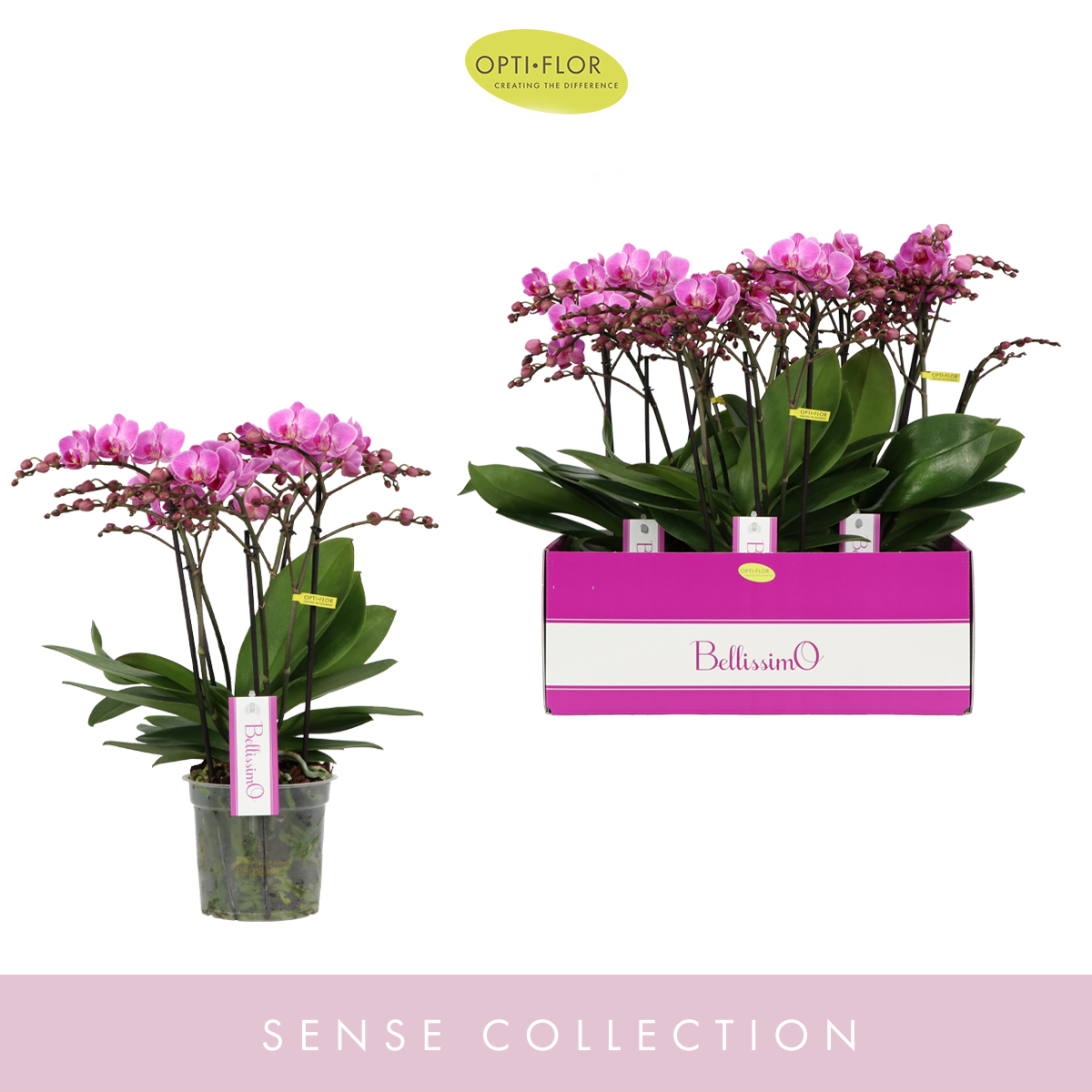 Planta naturala 4-Branches Pink H50cm Phalaenopsis Multiflora Bellissimo Caro PS15/ in pamant