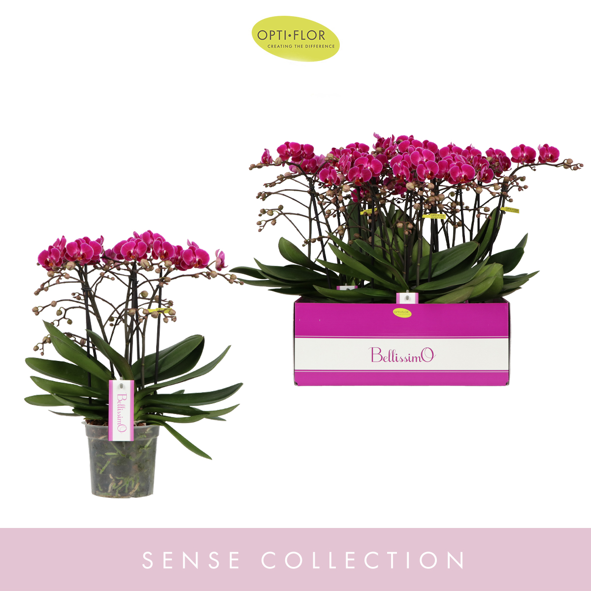 Planta naturala 4-Branches Purple H50cm Phalaenopsis Multiflora Bellissimo Amore PS15/ in pamant