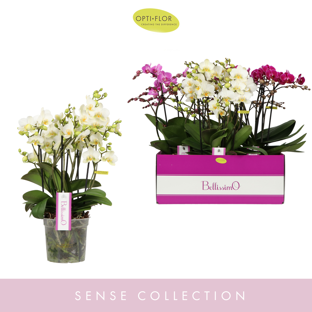 Planta naturala 4-Branches Various colours H50cm Phalaenopsis Multiflora Bellissimo mix PS15/ in pamant
