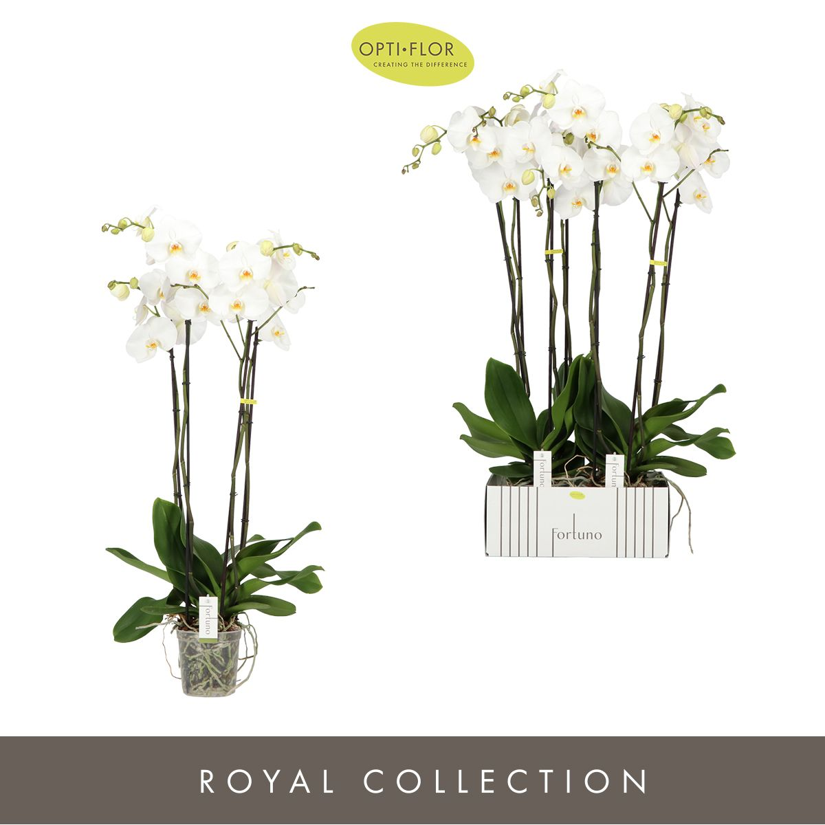 Planta naturala 4-Branches White H110cm Phalaenopsis 'Fortuno Alto' PS17/ in pamant