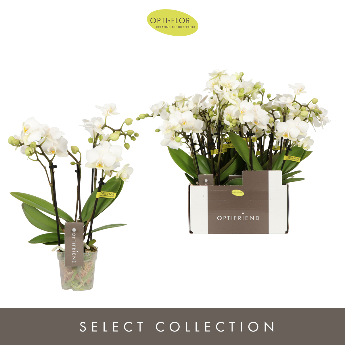 Planta naturala 4-Branches White H25cm Phalaenopsis Multiflora Optifriend Sandra PS7/ in pamant