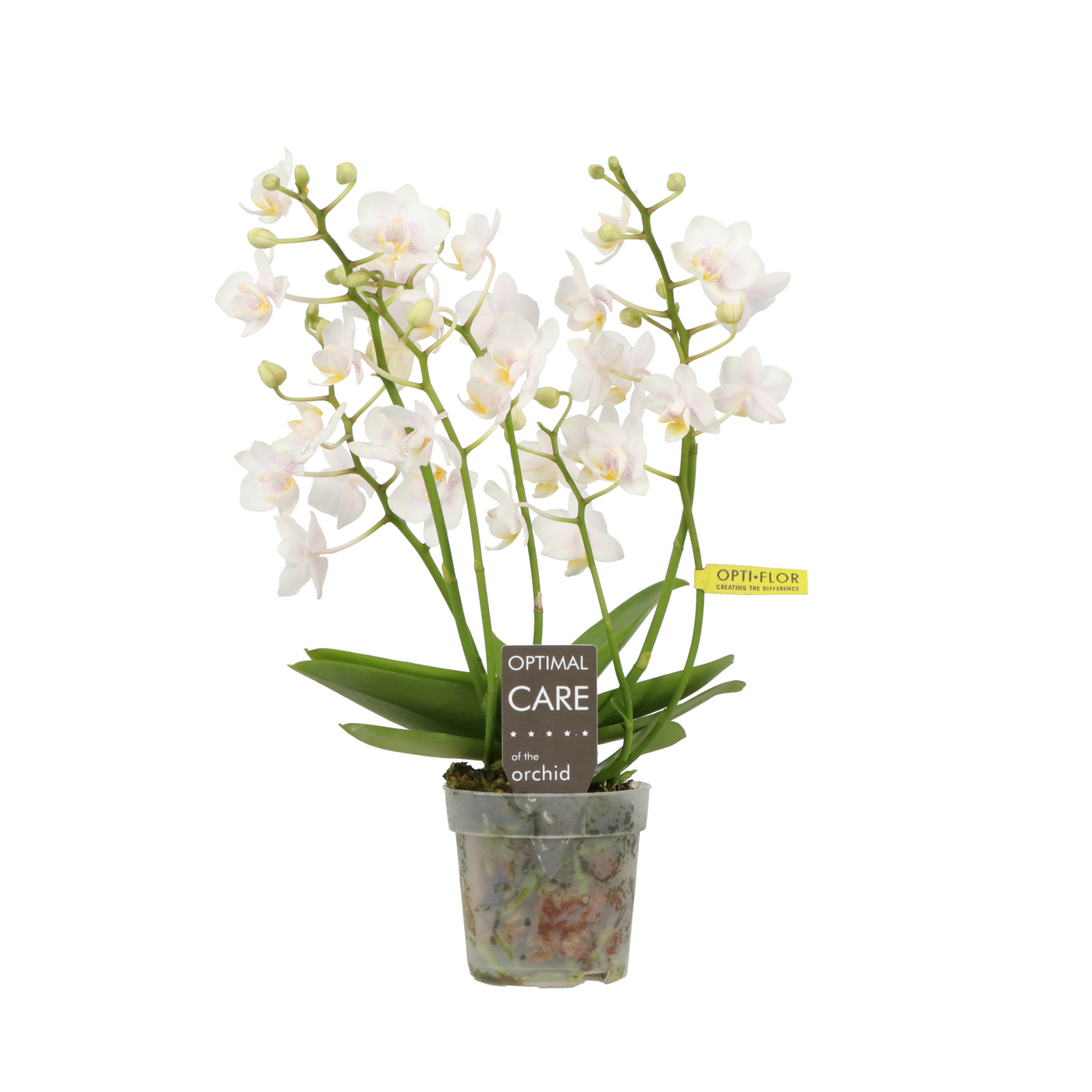 Planta naturala 4-Branches White H25cm Phalaenopsis Multiflora Willd PS7/ in pamant