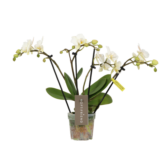 Planta naturala 4-Branches White H30cm Phalaenopsis Multiflora Theatro Funk PS7/ in pamant
