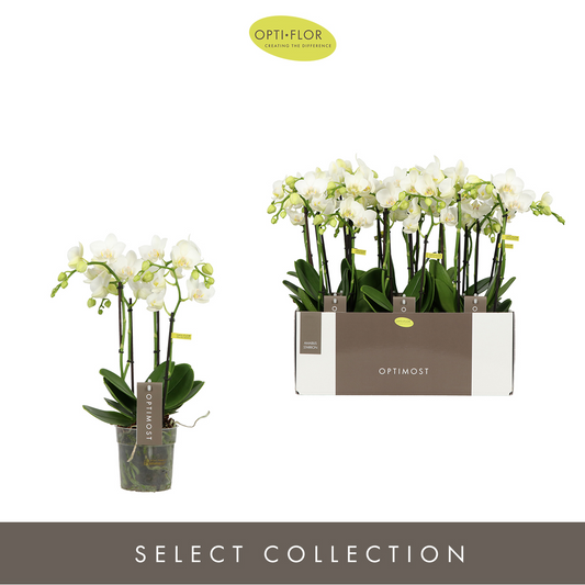 Planta naturala 4-Branches White H45cm Phalaenopsis Multiflora Optimost 'Amabilis Starrion' PS12/ in pamant