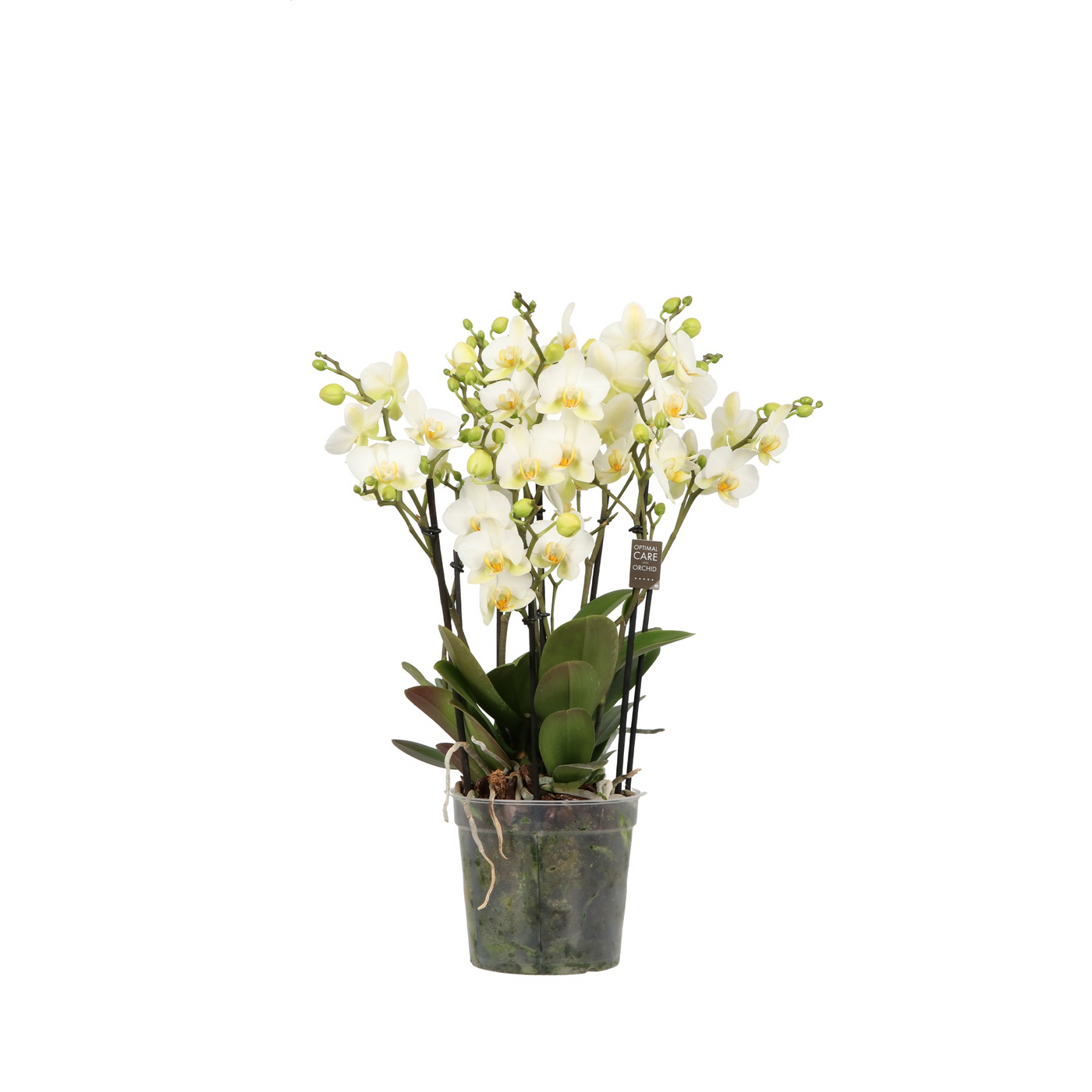 Planta naturala 4-Branches White H50cm Phalaenopsis Multiflora 'Flora Bella' PS15/ in pamant