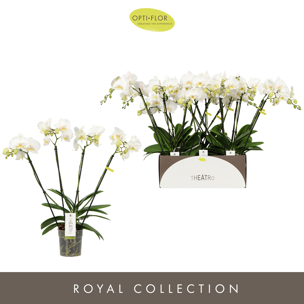 Planta naturala 4-Branches White H60cm Phalaenopsis Theatro Jazz PS12/ in pamant