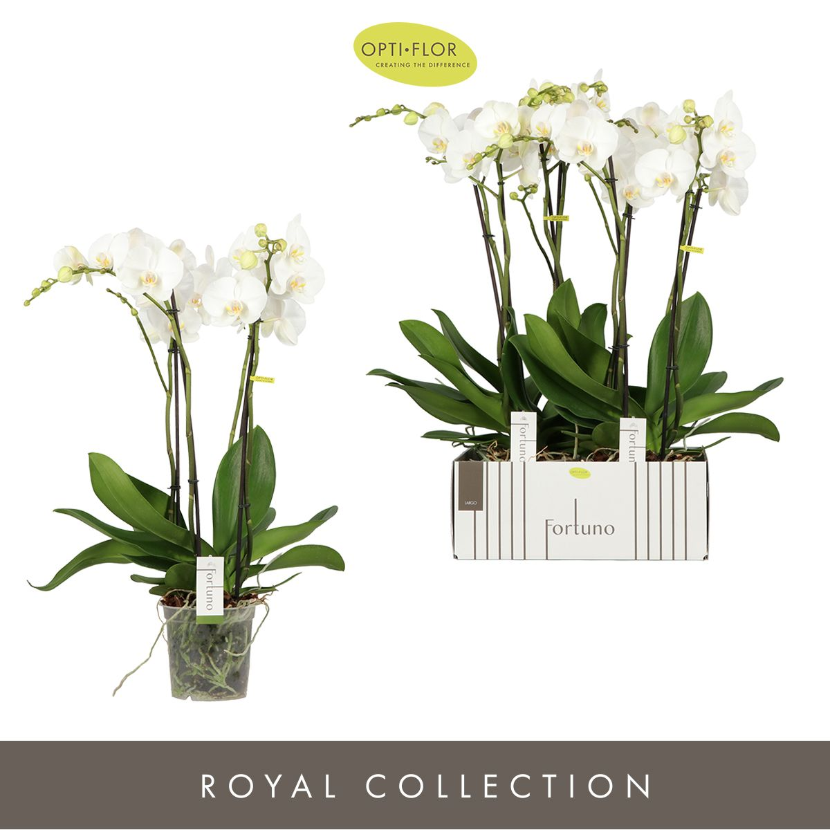 Planta naturala 4-Branches White H75cm Phalaenopsis 'Fortuno Largo' PS17/ in pamant