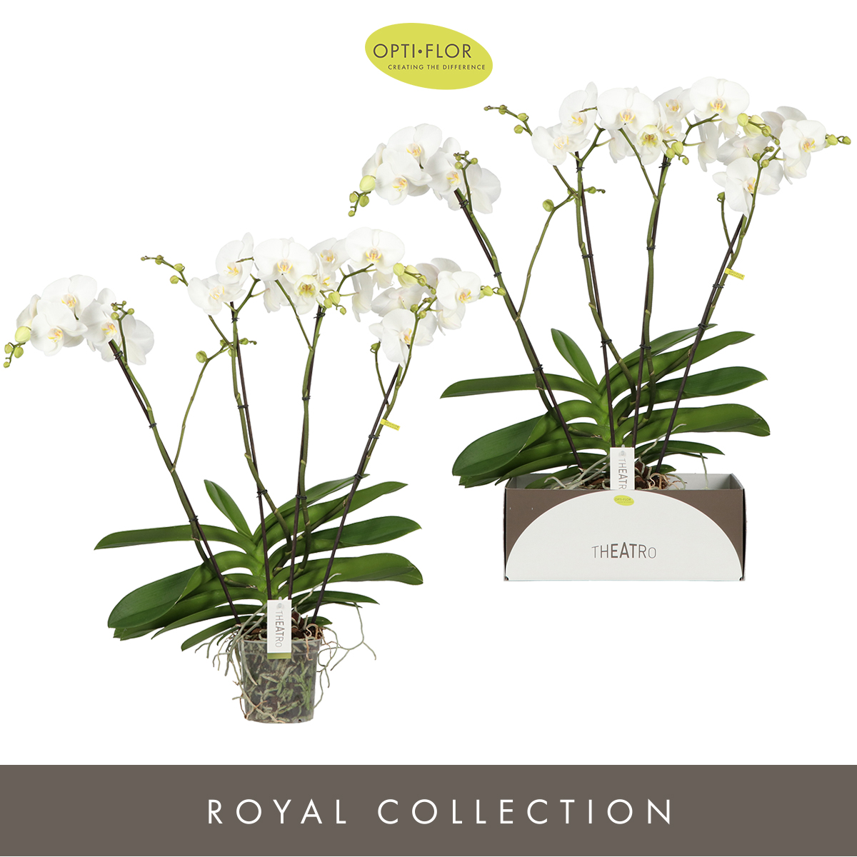 Planta naturala 4-Branches White H85cm Phalaenopsis Theatro Classico PS17/ in pamant