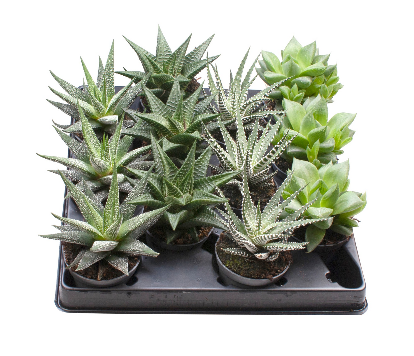 Planta naturala 4 Varieties H10cm Haworthia mix PS6/ in pamant