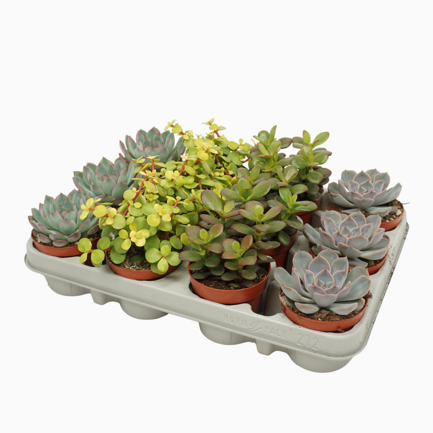 Planta naturala 4 Varieties H10cm Succulenten mix PS8/ in pamant