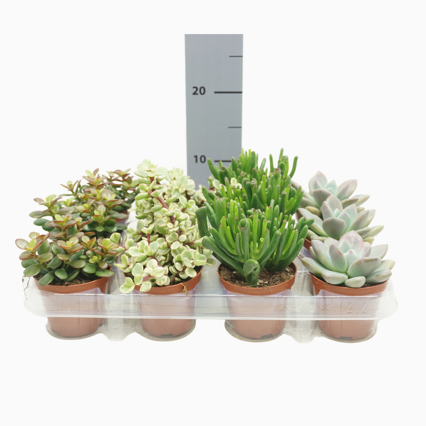 Planta naturala 4 Varieties H10cm Succulenten mix PS8/ in pamant