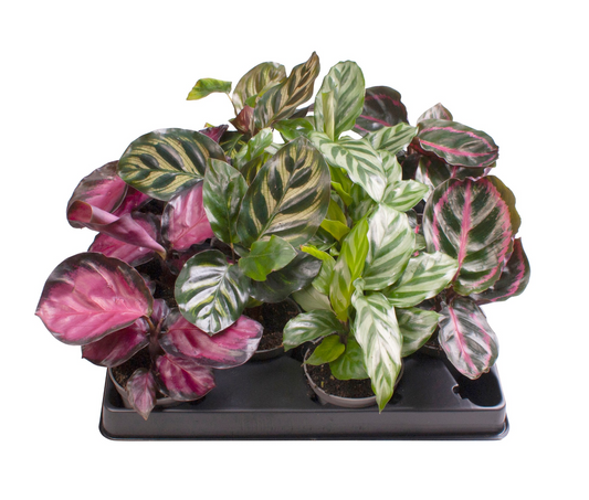 Planta naturala 4 Varieties H11cm Calathea mix PS6/ in pamant