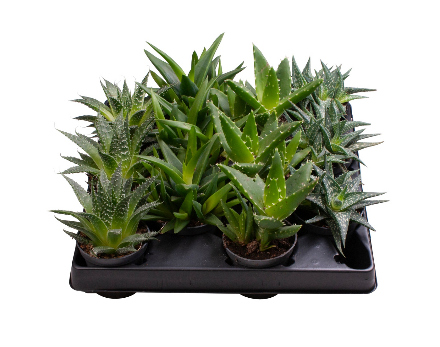 Planta naturala 4 Varieties H12cm Aloe mix PS6/ in pamant