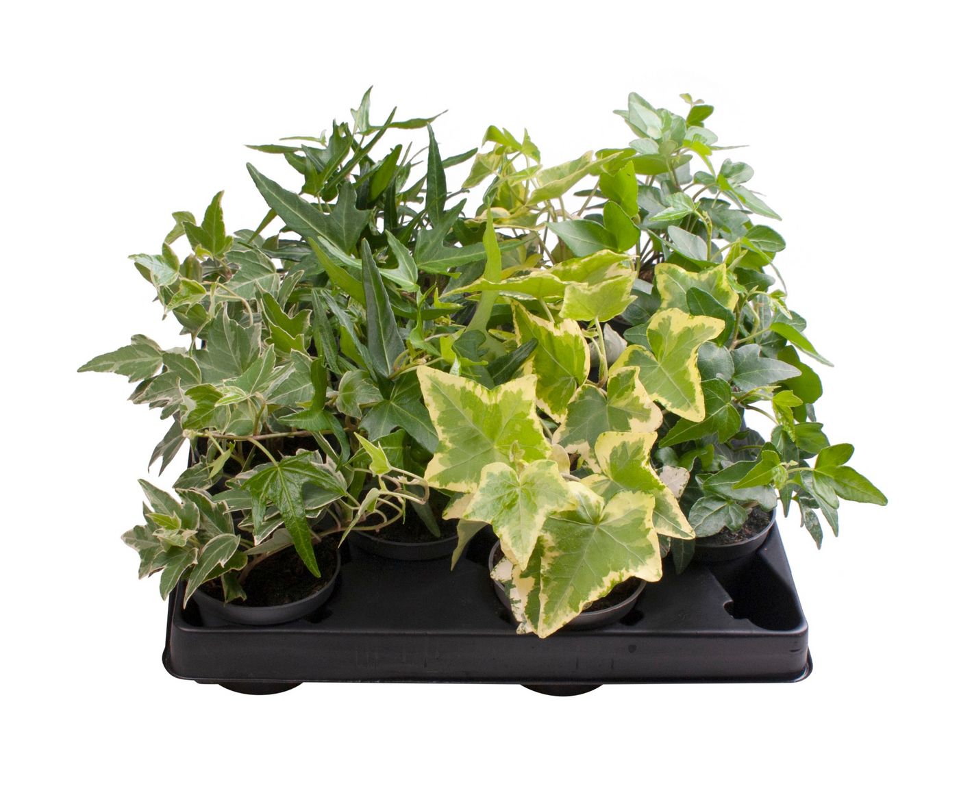 Planta naturala 4 Varieties H12cm Hedera helix mix PS6/ in pamant