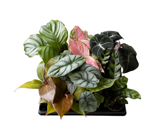 Planta naturala 4 Varieties H15cm Exclusive Green Plants mix PS6/ in pamant