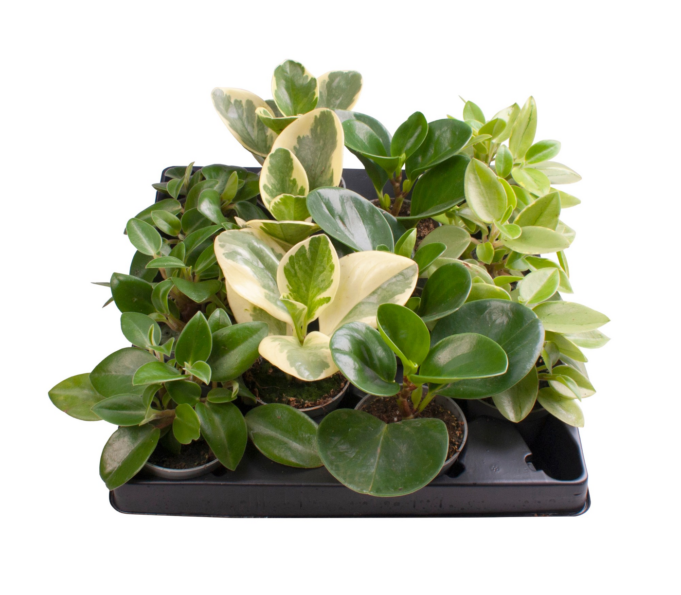 Planta naturala 4 Varieties H15cm Peperomia mix PS6/ in pamant