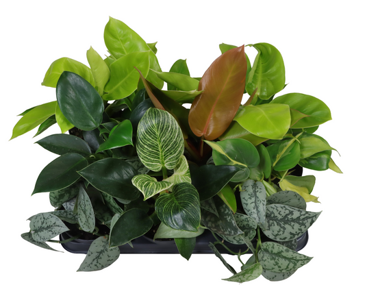 Planta naturala 4 Varieties H20cm Philodendron mix PS12/ in pamant