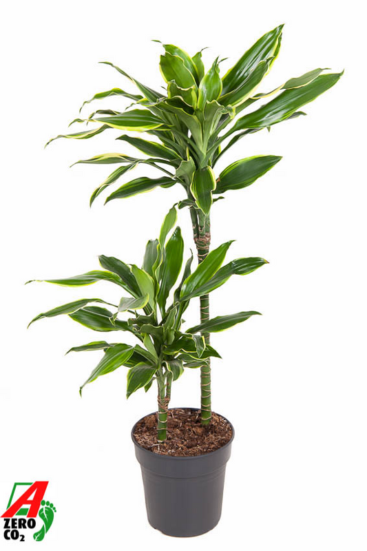Planta naturala 45-15 H100cm Dracaena fragrans 'Golden Coast' PS19/ in pamant